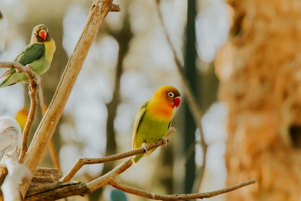 Hoe kies je de juiste voedingsschema voor je hond op basis van zijn leeftijd?