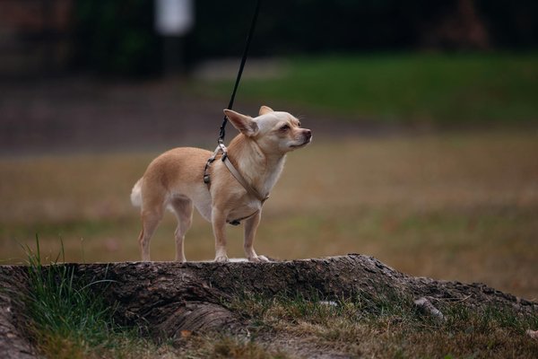 Hoe zorg je ervoor dat je huisdier genoeg mentale stimulatie krijgt?
