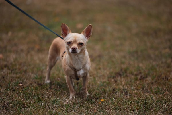 Hoe kan ik mijn huisdier helpen zich te ontspannen tijdens een bezoek aan de dierenarts?