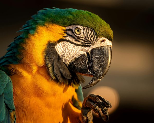 Hoe zorg je ervoor dat je kat zich veilig voelt in huis?