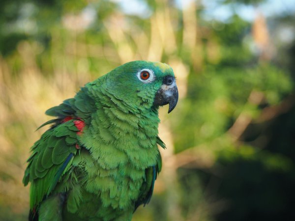 Hoe kun je je hond leren om niet te bedelen tijdens het eten?